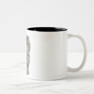 Taza Bicolor Sentada persa del gatito (2 meses)