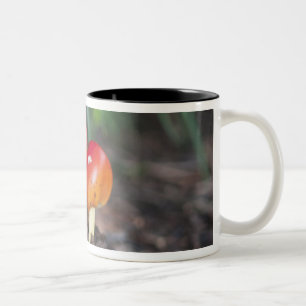 Taza Bicolor seta de la familia Amanita