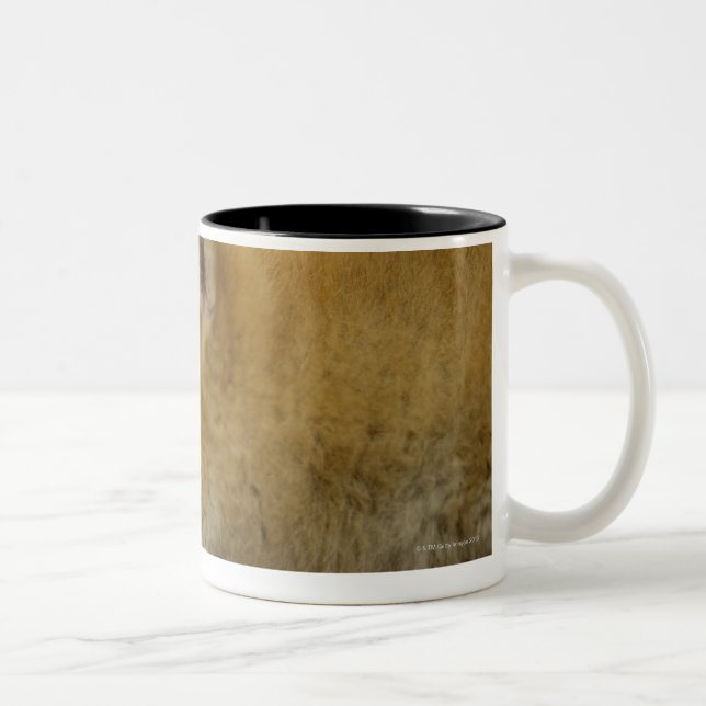 Taza Bicolor Shiba-ken durmiente 3 (Derecha)