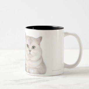 Taza Bicolor Shorthair británico (2 años) que miente en frent