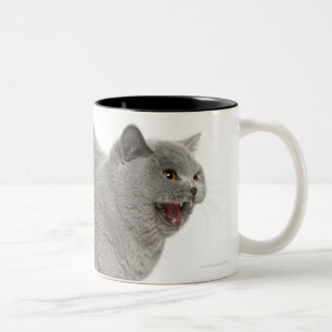 Taza Bicolor Shorthair británico asustado que silba (8 meses)
