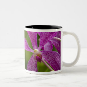 Taza Bicolor Singapur (sánscrito para Ciudad León) Nacional