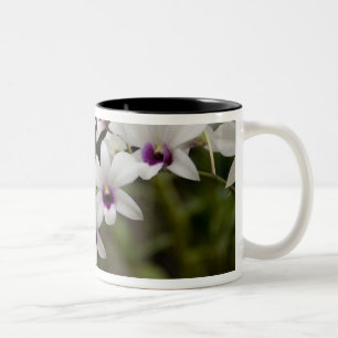 Taza Bicolor Singapur (sánscrito para Ciudad León). Nacional 2