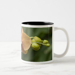 Taza Bicolor Singapur (sánscrito para Ciudad León). Nacional 2