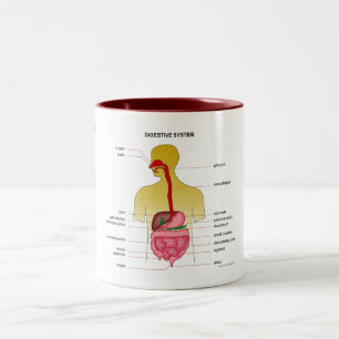 Taza Bicolor Sistema digestivo…