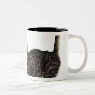 Taza Bicolor Situación masculina nacional del gato de tabby