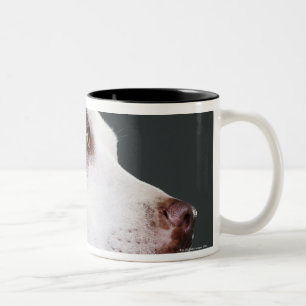 Taza Bicolor Staffordshire bull terrier, primer