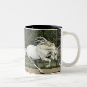 Taza Bicolor Stallion andaluz en ejecución, PR