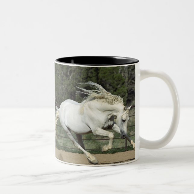 Taza Bicolor Stallion andaluz en ejecución, PR (Derecha)