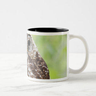 Taza Bicolor Sub-adulto que deja recientemente la jerarquía