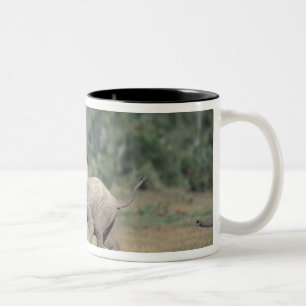 Taza Bicolor Sudáfrica, Parque Nacional Addo Elephant. Bebé