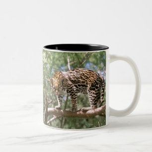 Taza Bicolor Sudamérica, Ecuador, Amazonía. Ocelot