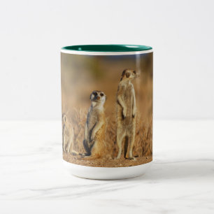 Taza Bicolor Suricata safari de animales África lindo