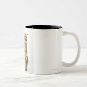 Taza Bicolor Tabby principal clásico del Coon de Brown