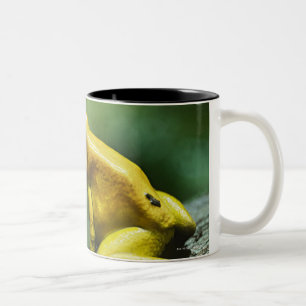 Taza Bicolor también conocido como rana de oro del dardo;