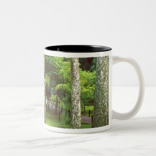 Taza Bicolor Templo Sanzen-in, Ohara, Kyoto, Japón