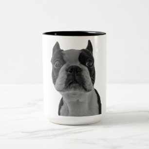 Taza Bicolor Terrier de Boston