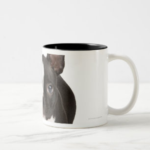 Taza Bicolor Terrier de Boston que guarda el hueso twisty