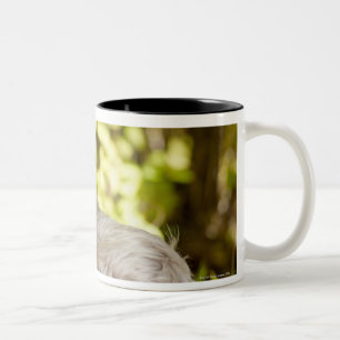 Taza Bicolor Terrier de los E.E.U.U., Colorado, Yorkshire que