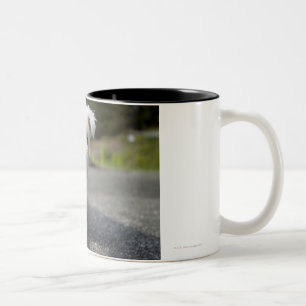 Taza Bicolor Terrier del oeste femenino viejo de diez semanas