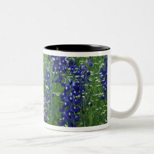 Taza Bicolor Texas, Lago Buchanan. Texas Bluebonnet y silvestre