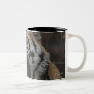 Taza Bicolor Tigre Cub que bosteza