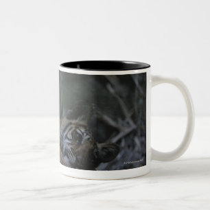 Taza Bicolor Tigre de Bengala de la madre con Cub