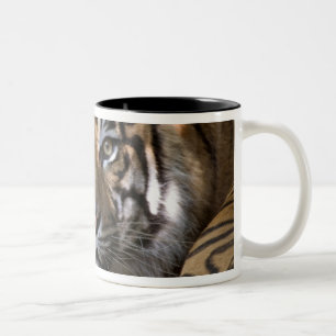 Taza Bicolor Tigre de Sumatra macho (Panthera tigris sumatrae)