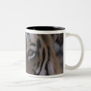 Taza Bicolor Tigre (Panthera el Tigris), primer de la cabeza,