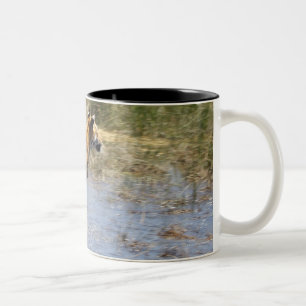 Taza Bicolor Tigre (Panthera el Tigris) que corre a través del