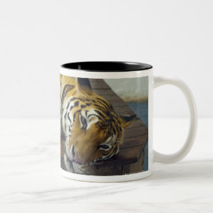 Taza Bicolor Tigre, Samui, Tailandia
