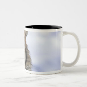 Taza Bicolor Tigre siberiano, altaica del Tigris del Panthera,