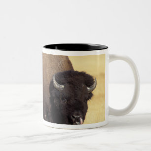 Taza Bicolor Toro de bisonte en Yellowstone National