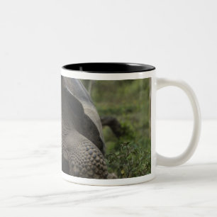 Taza Bicolor Tortugas Gigantes de Galapagos Geochelone