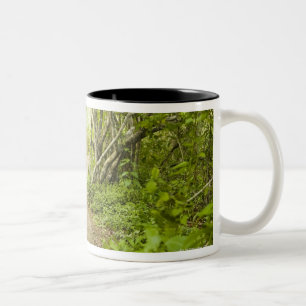 Taza Bicolor Trayectoria a través del bosque