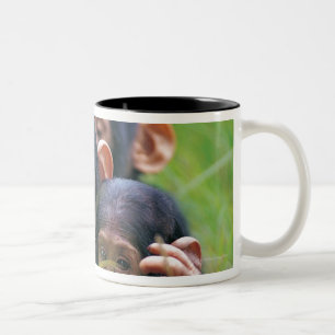 Taza Bicolor Tres chimpancés jovenes (trogloditas de la