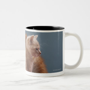 Taza Bicolor Trío de gatitos