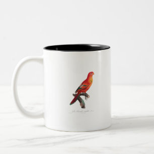 Taza Bicolor tropical macaw parrot