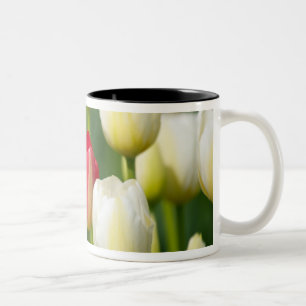 Taza Bicolor Tulipán rojo en un campo de los tulipanes blancos