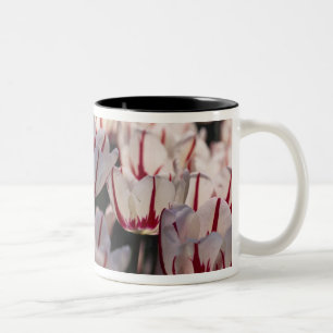 Taza Bicolor Tulipanes