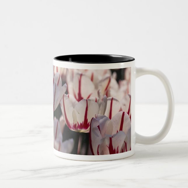 Taza Bicolor Tulipanes (Derecha)