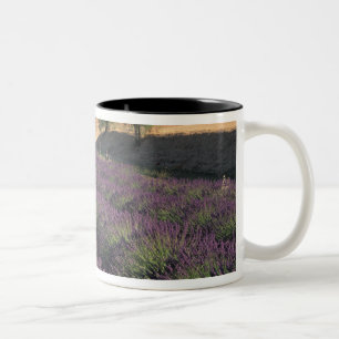 Taza Bicolor UE, Francia, Provenza, Campos de lavanda 3