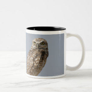 Taza Bicolor Un búho de madriguera que se sienta en un poste d