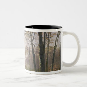 Taza Bicolor Un claro en una madera otoñal, 1890