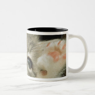 Taza Bicolor Un gatito, con los ojos azules grandes, pone en él