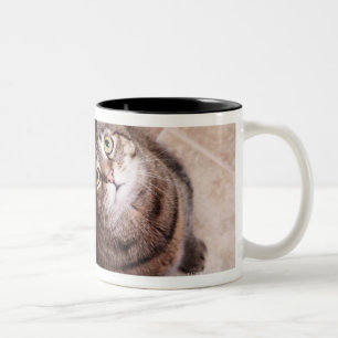 Taza Bicolor Un gato de tabby que mira para arriba