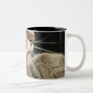 Taza Bicolor Un gato de tabby que se lame la pata