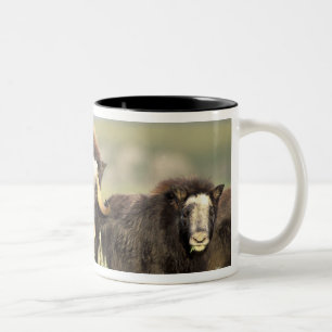 Taza Bicolor Un grupo de muskoxenos navegan por arbustos de sau