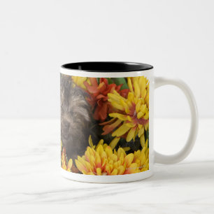 Taza Bicolor Un perrito de Yorkie-Poo en una cesta de