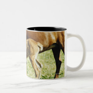 Taza Bicolor Un potro y un caballo en un pasto